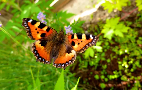 Картинка растения, Бабочка, летит