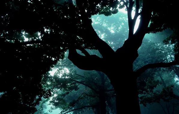Картинка лес, туман, Дерево