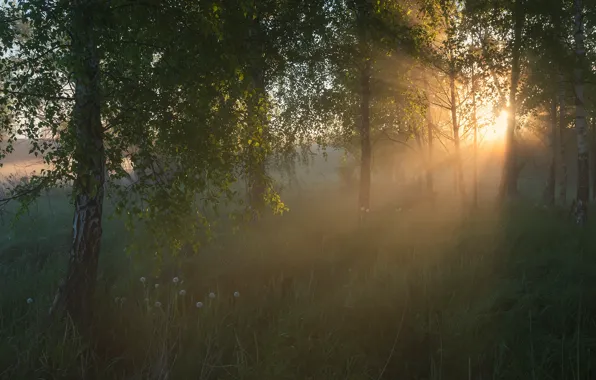 Лес, трава, лучи, свет, туман, утро, березы, роща