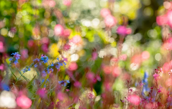 Лето, цветы, природа