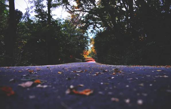 Картинка дорога, деревья, осень, лес, листья