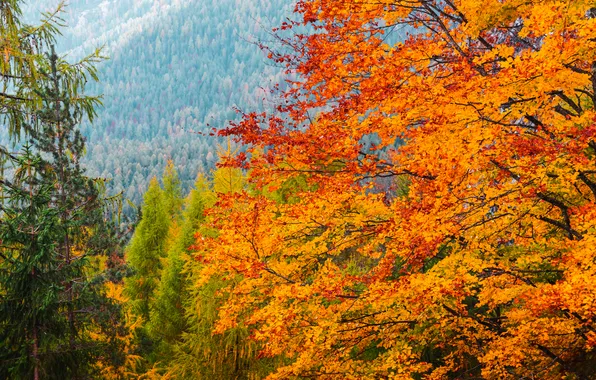 Forest, trees, leaves