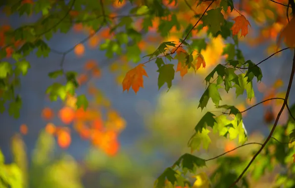 Осень, листья, ветки, клён, боке