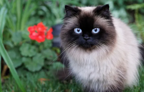Картинка кошка, лето, глаза, кот, цветы, портрет, сад, голубые