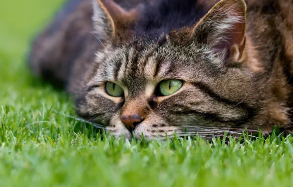 Кошка, трава, кот, взгляд, мордочка, котэ
