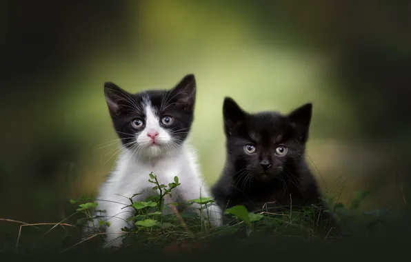 Трава, взгляд, кошки, природа, поза, котята, парочка, дуэт