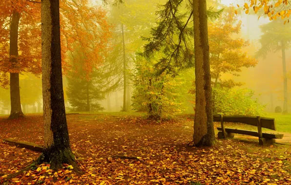 Картинка осень, лес, деревья, скамейка, желтый, золотой