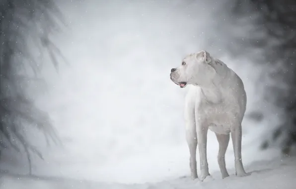 Картинка зима, белый, собака, боке, боксёр