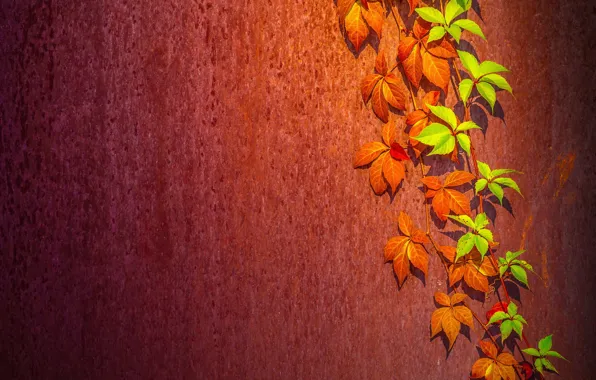 Картинка листья, фон, стена