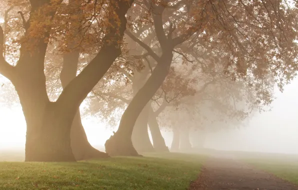 Деревья, туман, утро