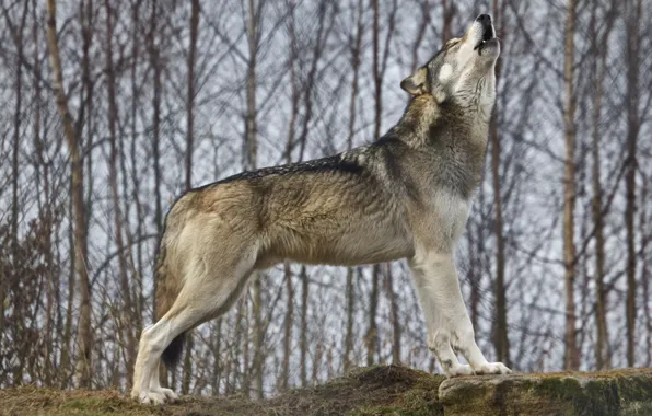 Картинка nature, predator, animal, wolf, wildlife, Canis lupus., portrait., wolf-howling