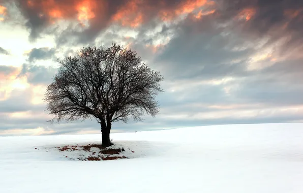 Картинка поле, снег, пейзаж, дерево