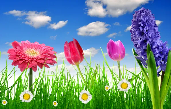 Картинка небо, трава, цветы, ромашки, весна, colorful, луг, тюльпаны