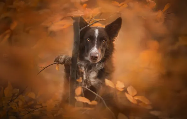 Картинка осень, взгляд, листья, дерево, собака, боке, Бордер-колли