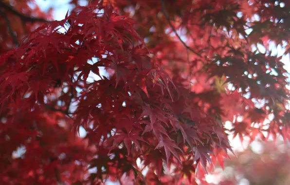 Листья, макро, Дерево, размытость, красные, клен
