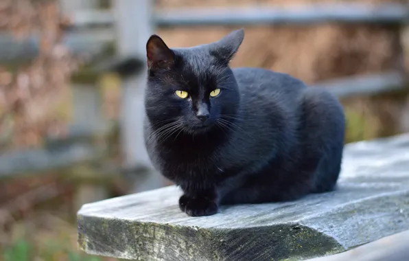 Картинка кошка, кот, взгляд, морда, скамейка, черный, забор, портрет