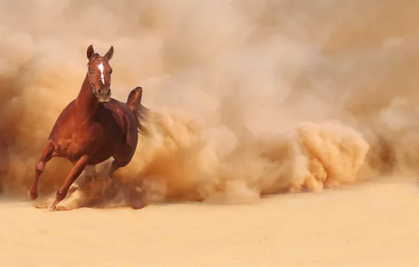 Картинка песок, конь, лошадь, пыль, бег, бежит