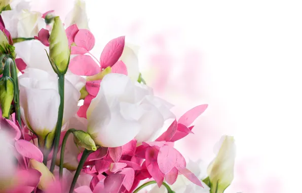 Весна, white, бутоны, цветение, pink, blossom, flowers, beautiful