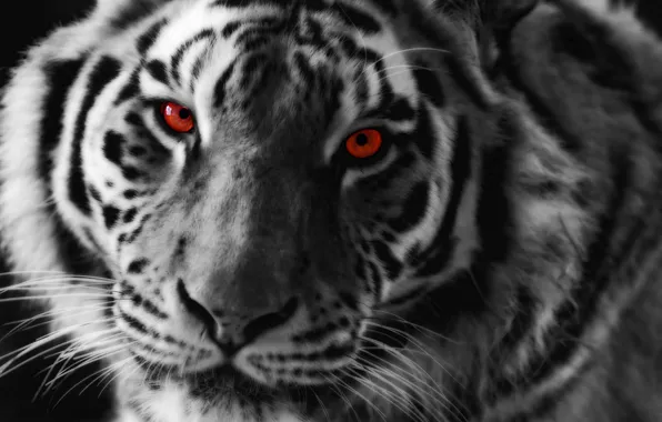 Глаза, взгляд, тигр, хищник