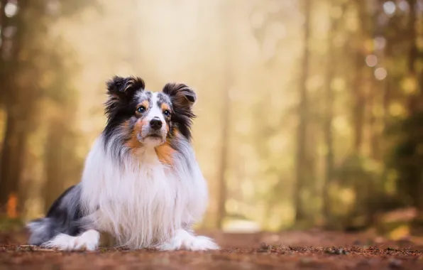 Собака, Шелти, Hugo, Shetland Sheepdog