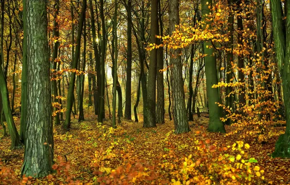 Картинка осень, лес, листва, forest