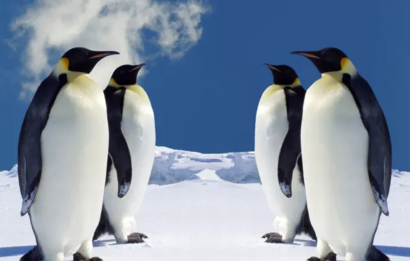Animal, cold, wildlife, penguin, Southern Hemisphere:
