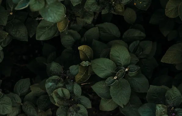 Природа, Листья, Растение, Зеленый, Растения, Nature, Свежесть, Green