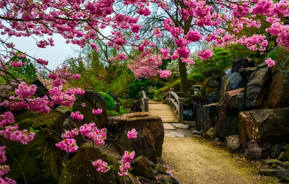 Цветы, камни, дерево, сакура, мостик, Японский сад