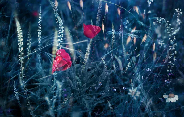 Лето, цветы, природа