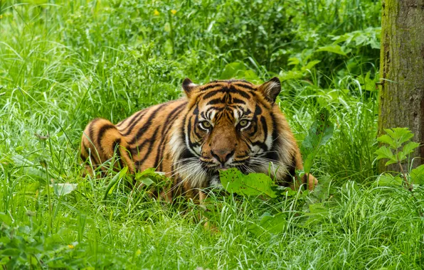 Кошка, трава, взгляд, тигр, суматранский