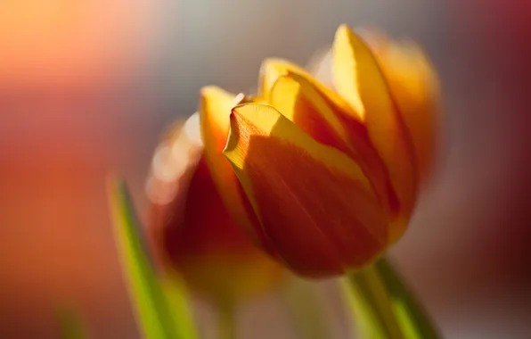 Цветок, макро, оранжевый, яркий, цвет, тюльпан, весна, размытость