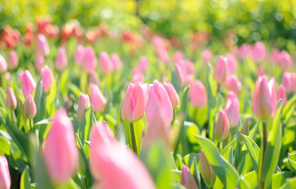 Картинка свет, цветы, блики, весна, тюльпаны, розовое поле