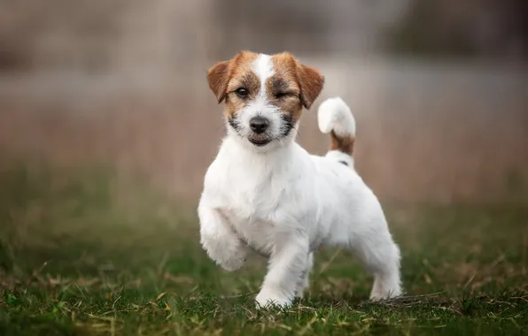 Картинка summer, happy, puppy, dog, jack, pet, portrait, outdoor