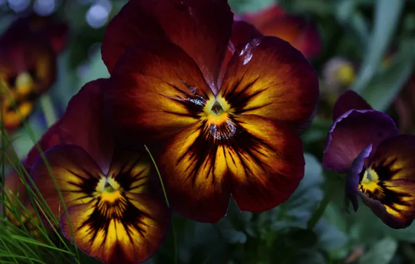 Картинка Макро, Цветочки, Flowers, Macro