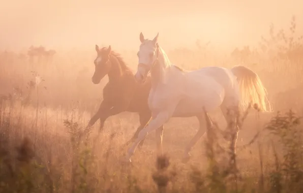 Картинка туман, кони, лошади