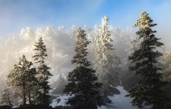 Картинка зима, небо, снег, деревья, ель, склон