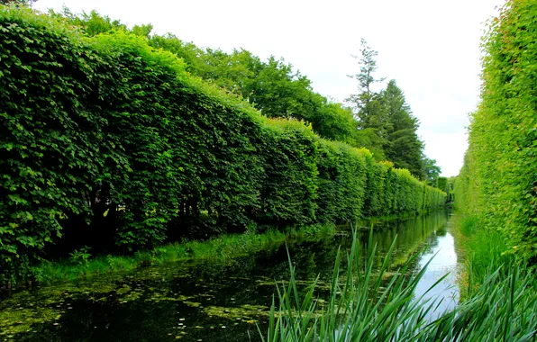 Water, park, plant, pond