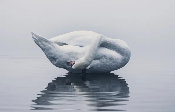 Волны, туман, озеро, отражение, зеркало, лебедь