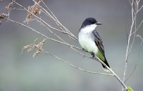 Природа, птица, Eastern Kingbird