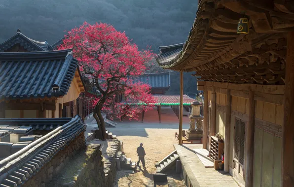 Дерево, весна, цветение, монастырь, Корея