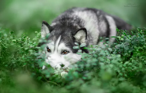 Картинка трава, собака, Сибирский Хаски