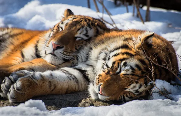 Картинка снег, отдых, сон, пара, тигры, дикая кошка, Амурский тигр, два тигра