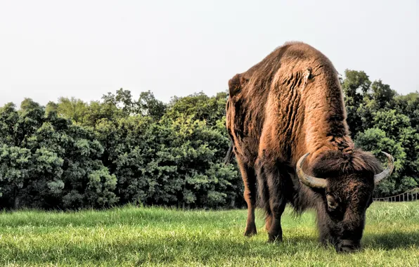 Картинка grass, horns, field, animals, big, brown, wild, buffalo