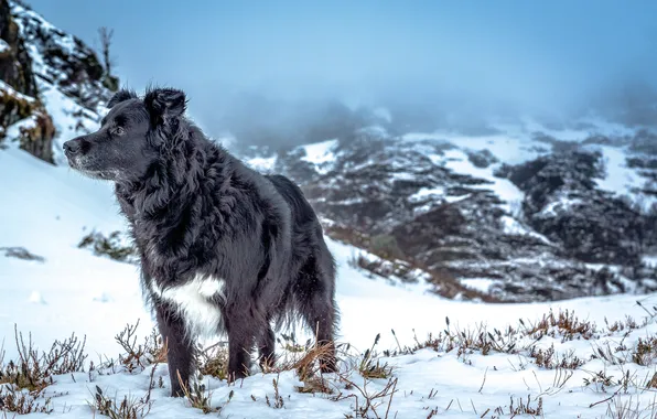 Картинка зима, горы, друг, собака
