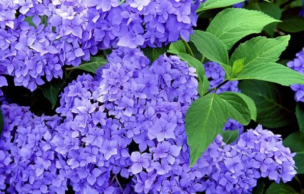 Картинка цветы, голубая, Гортензия