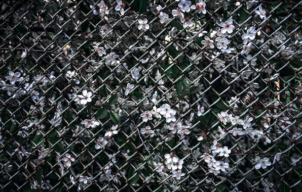 Colors, flowers, grate
