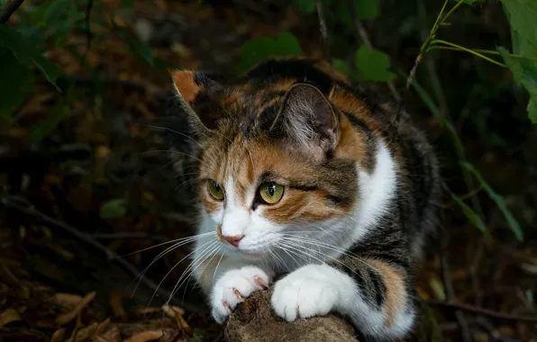 Кошка, взгляд, морда, листья, природа, поза, темный фон, лежит