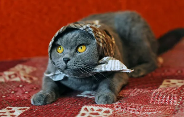 Кошка, кот, взгляд, поза, серый, покрывало, лежит, образ