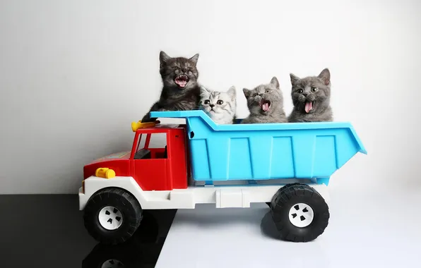 Машина, взгляд, кошки, поза, котенок, игрушка, грузовик, котята
