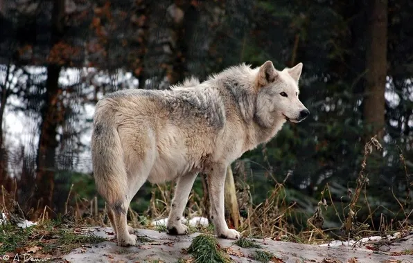 Картинка nature, snow, predator, face, animal, wolf, wildlife, portrait